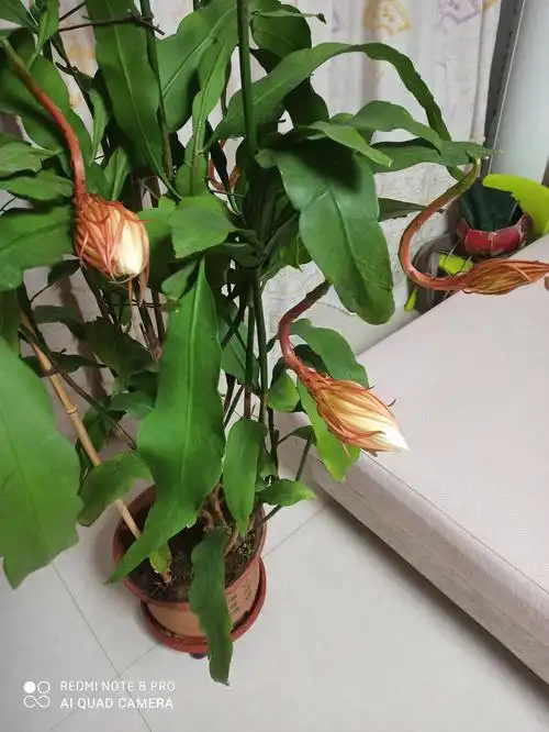 2020年10月10日我家昙花今年第4次开花!