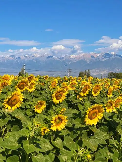 去赛里木湖的路上遇到的风景一路上都是向日葵97#新疆