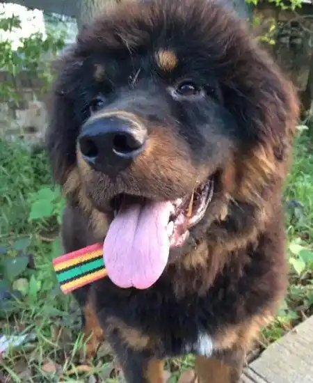 宁夏铁包金纯种藏獒