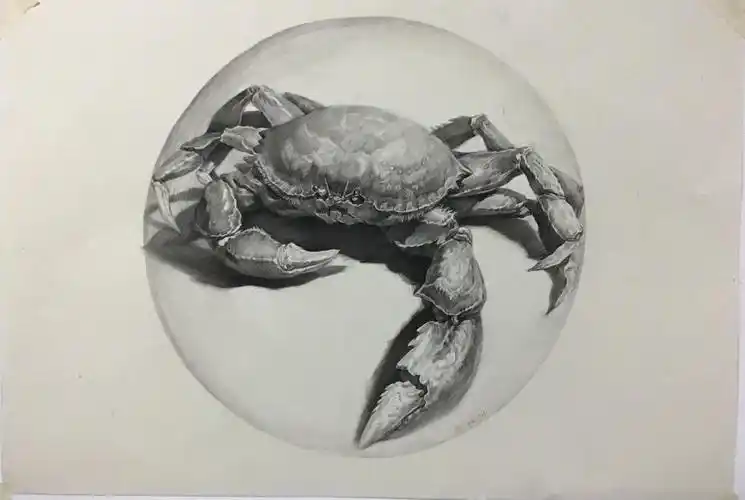 陈今-素描螃蟹