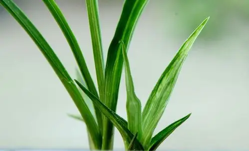 刚引进的春兰水晶草-建兰篇-中国兰花交易网社区