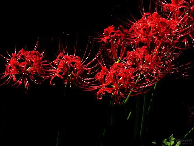 彼岸花的由来以及图片欣赏