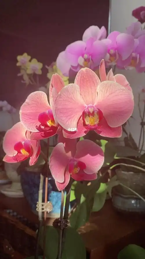 留下它最美的时刻[红色心形r][红色心形r][红色心形r] #蝴蝶兰