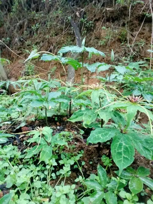 千辛万苦只为它:独角莲