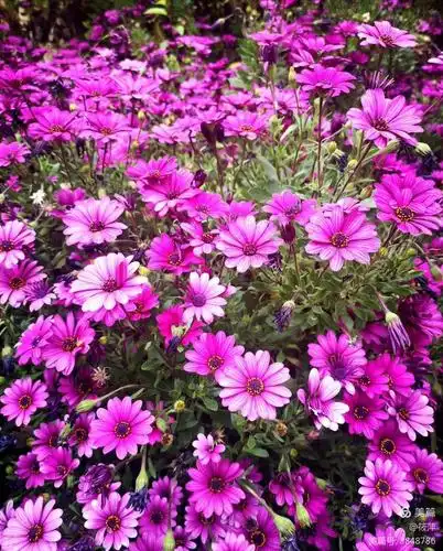 三月里春天,三月里的花,摘掉口罩,走进大自然,走进阳光,享受春天里的