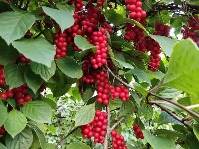 五味子醉在秋天