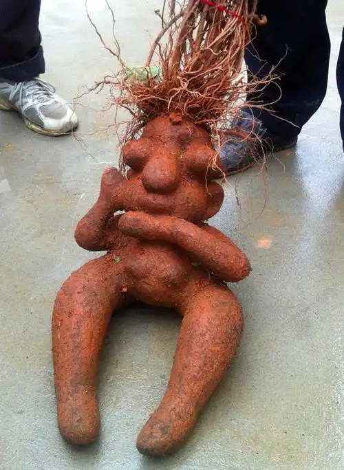 易门网友发现奇怪植物,像人非人,到底是何物?