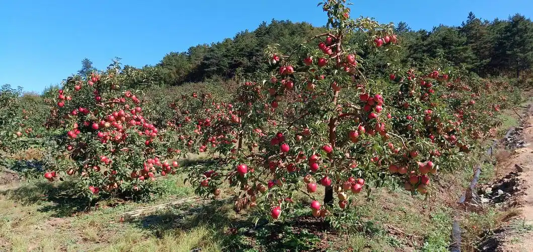 发布信息,请使用万农网app