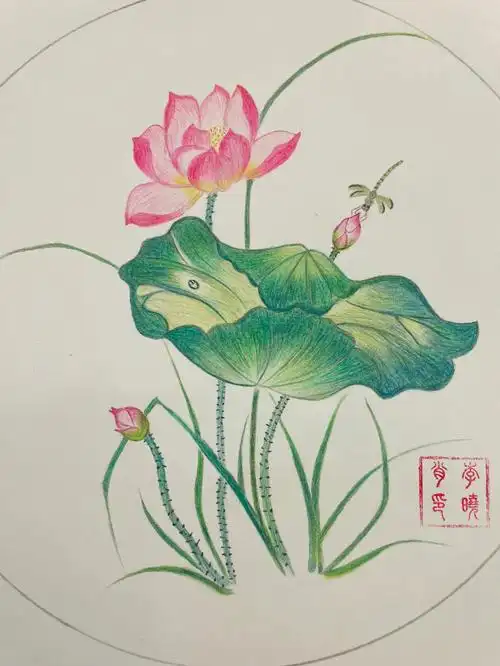 彩铅画荷花