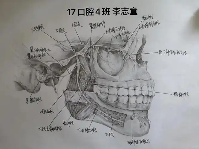 情暖临医61同心战疫口腔医学系学生学习成果展示三