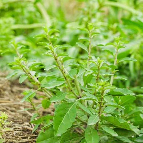 枸杞野菜芽尖现发药用野生纯野叶新鲜枝现头茬叶菜类