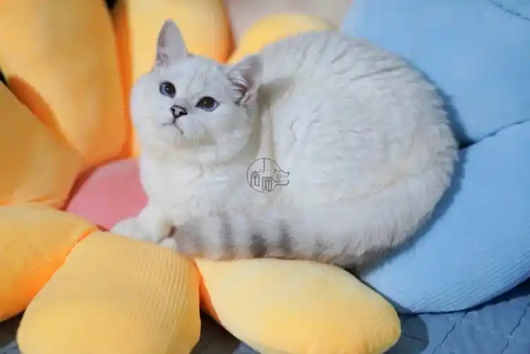 银点新种母汤圆美照