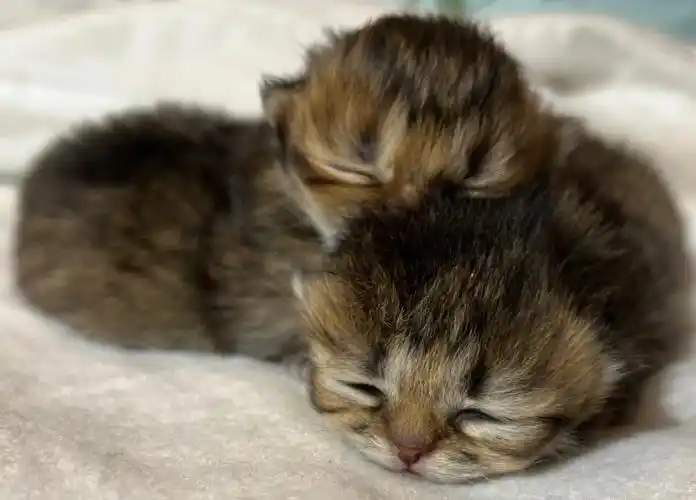 记录金吉拉幼崽