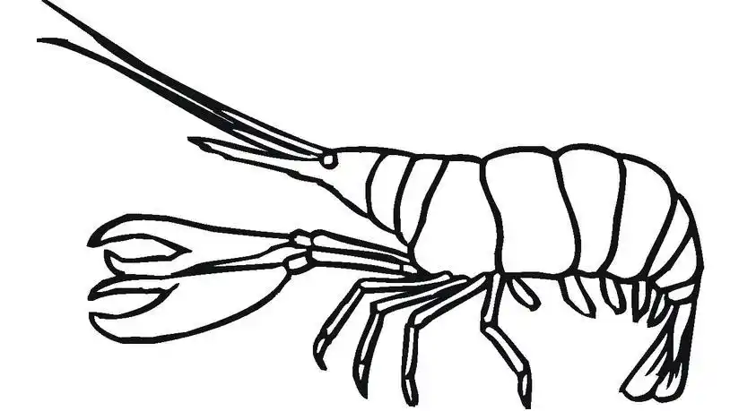 卡通虾的简笔画图片虾的简笔画图片大全及画法步骤怎么教孩子一步一步