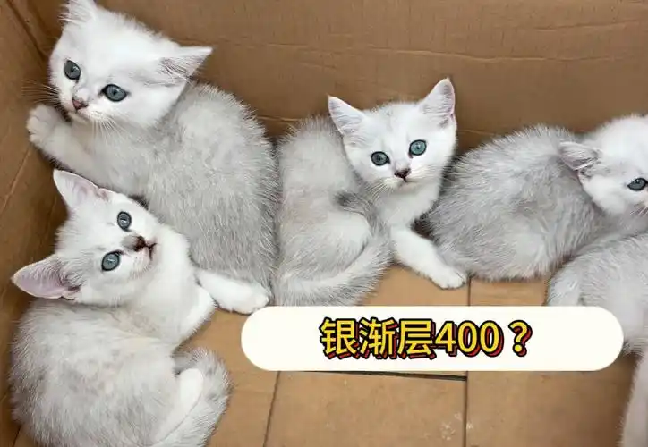 高产银渐层幼猫出窝养户要价400怎么样?长这么好看
