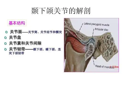 颞下颌关节 microsoft powerpoint 演示文稿ppt