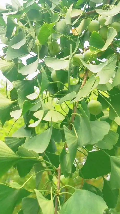 夏天的风暖暖吹过果实累累的银杏96