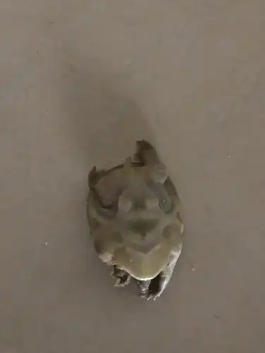 整理家养王八图怎么这么多王八翻肚皮