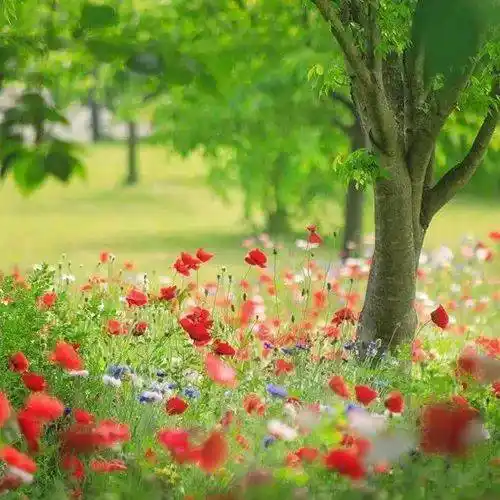 中老年头像大全:超漂亮的微信风景头像太美了!请您选用!