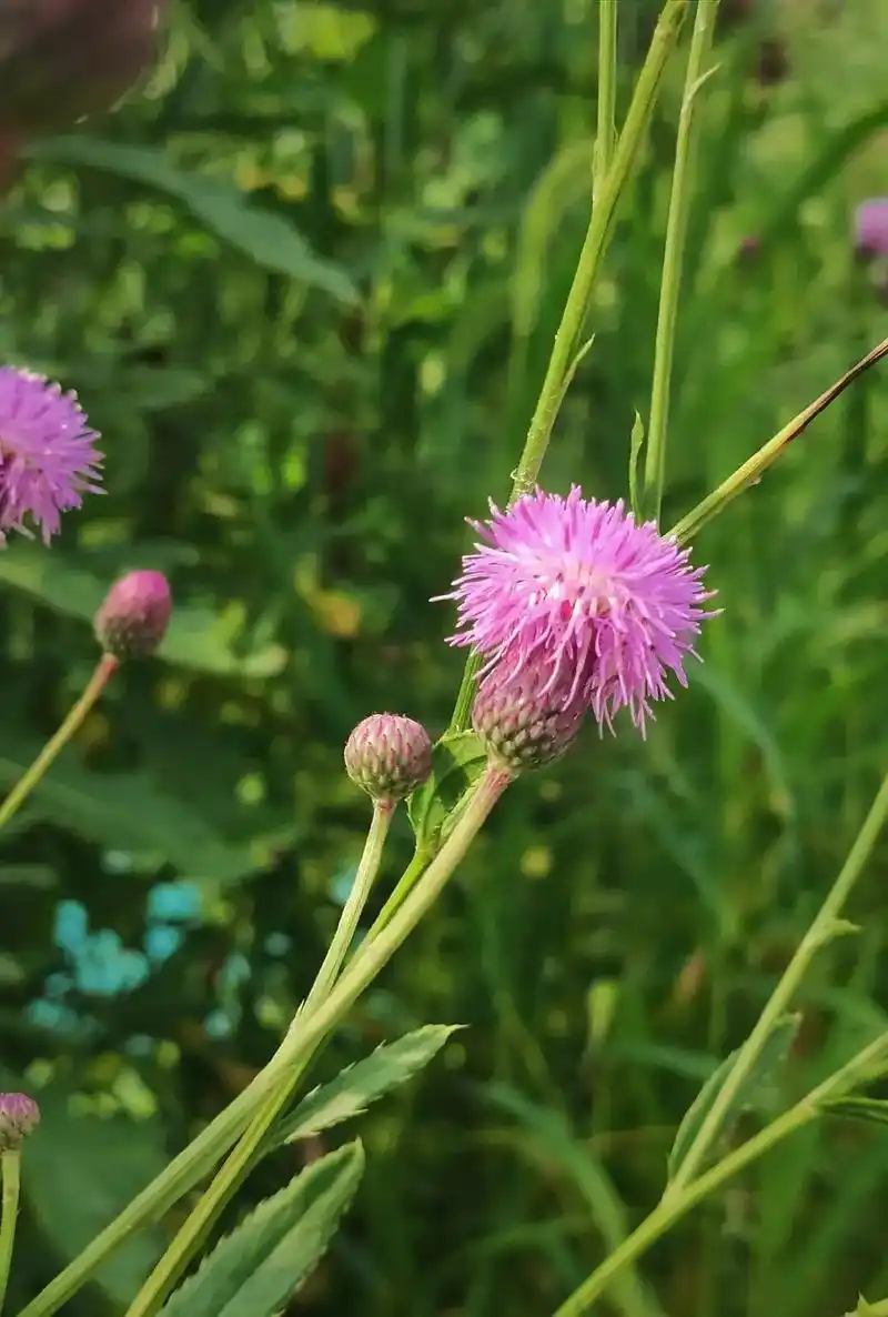 【小蓟】(小刺儿菜,刺蓟菜,小蓟姆)菊科,全草入药,夏,秋季 - 抖音