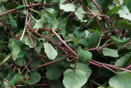 四川野生大叶金钱草自然晒干中药材草药茶过路黄500g部分包邮新品