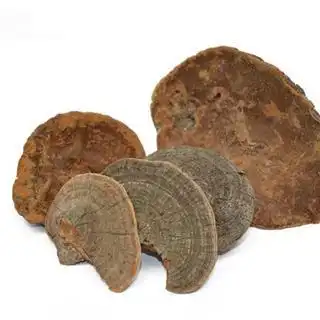 桑黄 槐耳 猢狲眼 桑耳 桑臣 桑黄菇 桑黄菰 梅树菌 树蛇