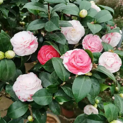 十八学士茶花盆栽白底多色正宗福建经典树苗时令草本花卉