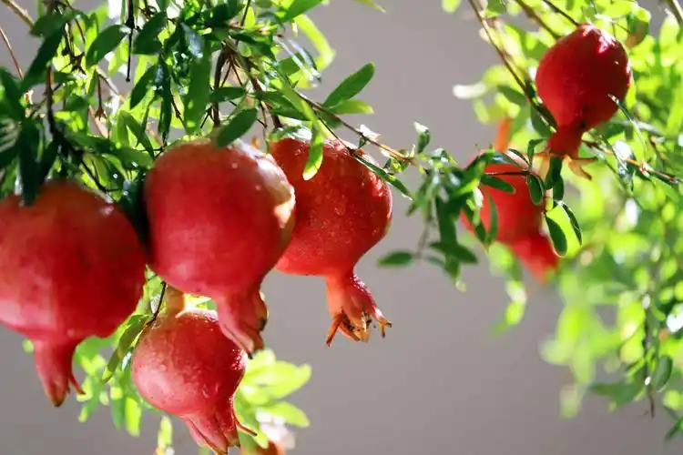 我家石榴红似火