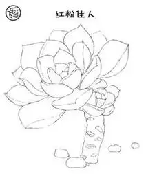 冬美人多肉简笔画