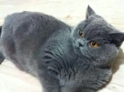 橘色眼睛蓝猫母求小主—济南历下短毛猫