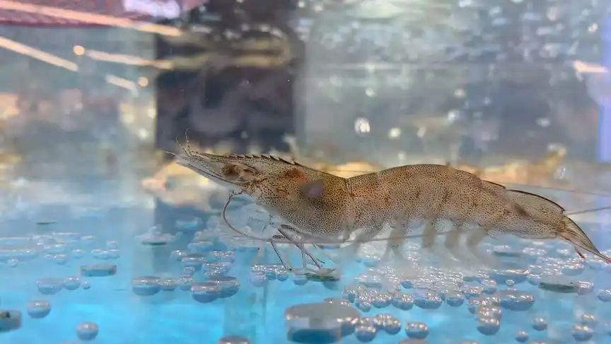 有人说想看虾游泳,它来了