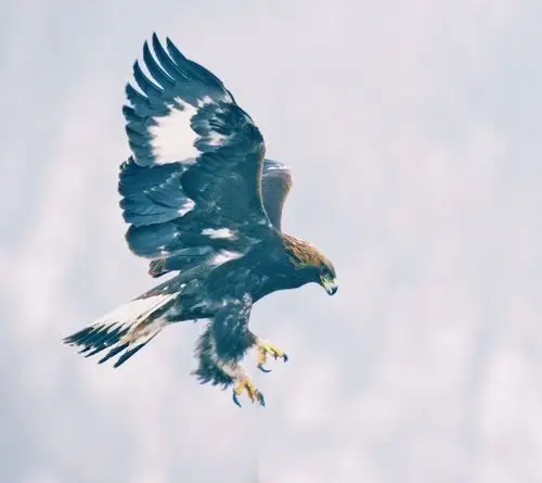 金雕展翅 (二) 敦煌版