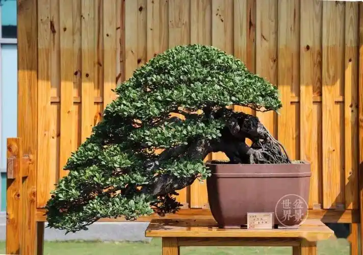 诱人的象牙木(盆景欣赏)