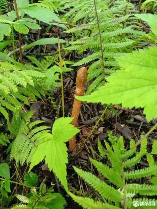 加强天麻,红景天,玉龙蕨等国家重点保护野生植物资源安全刻不容缓