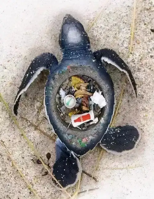 认识海龟保护海龟