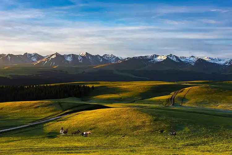 金色的朝阳洒向碧绿的草原,远处白雪皑皑的雪山,近处待出发的马队