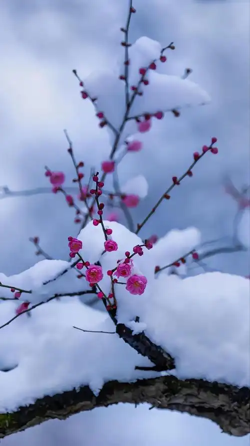 梅花爱雪雪不知,开在雪中做情痴.芳心碎落三千瓣,片片香魂皆成诗.