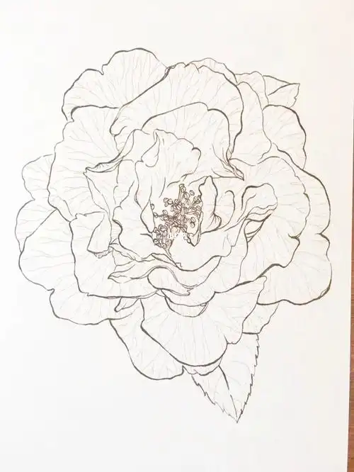 钢笔速写山茶花