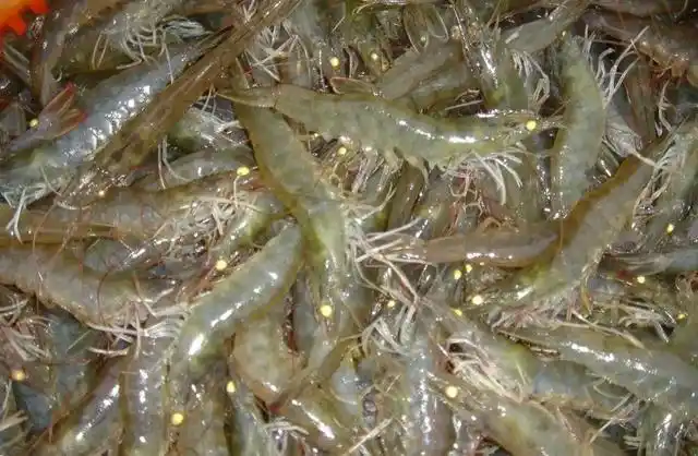 冬棚养殖南美白对虾吃料慢,生长慢怎么办?这"五点"改善慢料_网易订阅