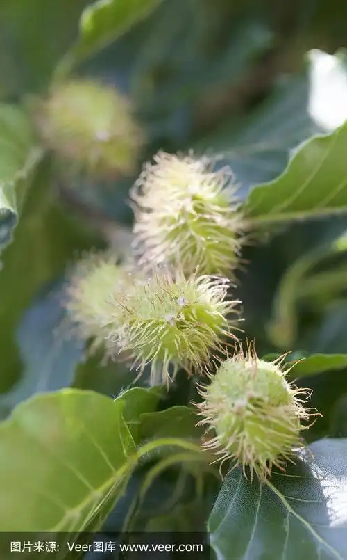 山毛榉(山毛榉)果实