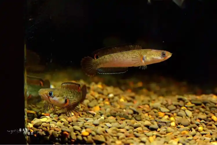 酒红雷龙苗子的日常