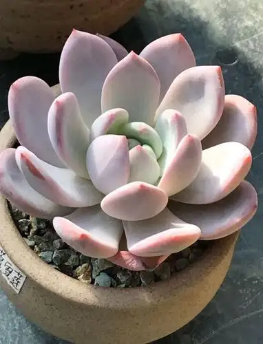 [公告]【第二期】分享多肉,得1t硬盘(装满资料)