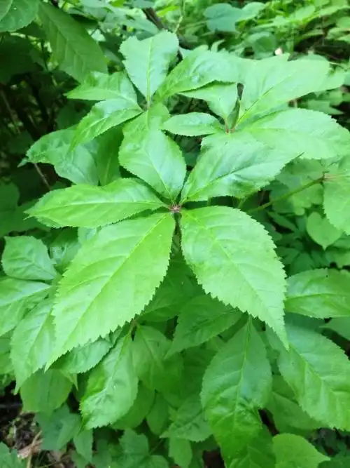 日月峡植物刺五加1
