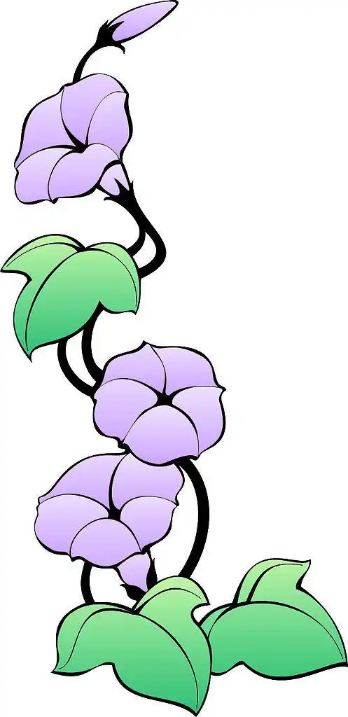 紫色牵牛花图片