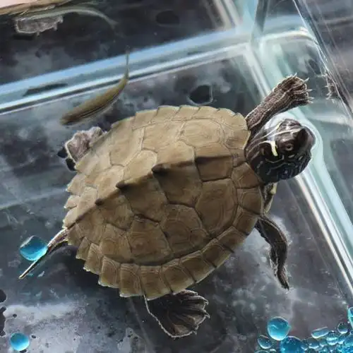 深水观赏宠物乌龟黑瘤图忍者龟黄头龟吃鱼粪屎龟活体采缇 国产忍者龟