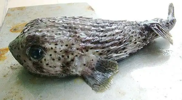 我们日常食用的鱼不过是10—30元/斤,而老虎鱼的价