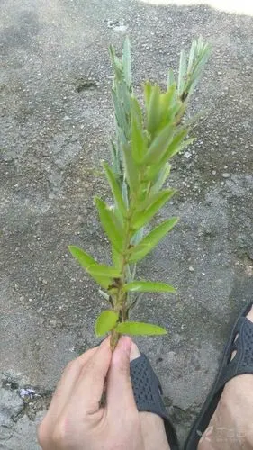 请问我们老家叫一支香的药草,学名叫什么