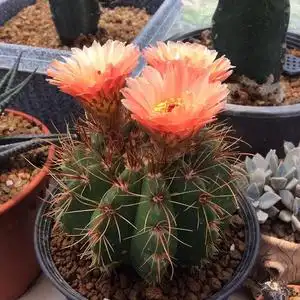 粉花青王丸仙人球 稀有趣味实生勤花粉色花仙人掌多肉植物小盆栽