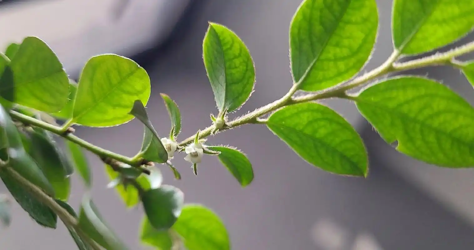 小叶紫檀开花啦99 曾经得嫌弃,到现在的不可思议