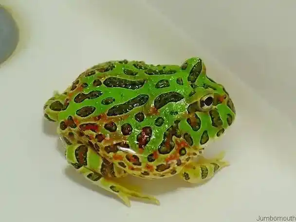 角蛙的种类(不含杂交后衍生的)